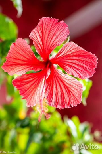 Гибискус китайская роза, сорта