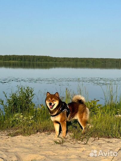 Вязка сиба ину