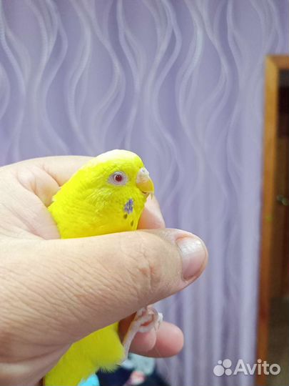 Волнистый попугай девочка