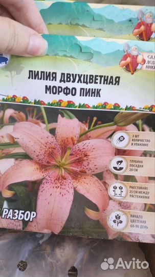 Лилия луковицы