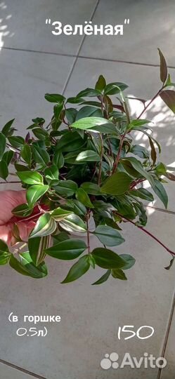 Традесканции