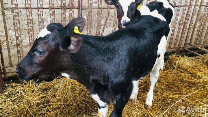 Бычки на откорм