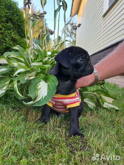 Щенки мопса мальчик