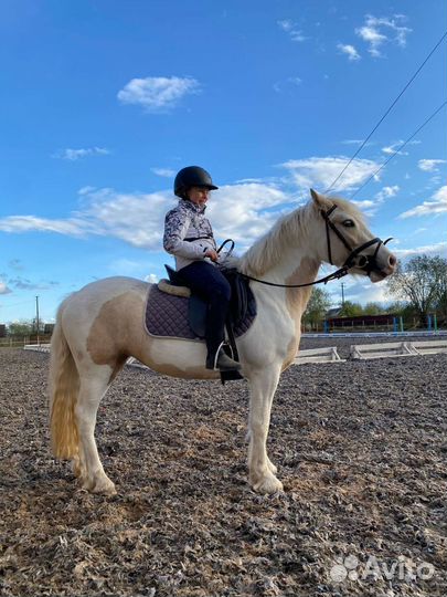 Кобыла и жеребчик кросс тинкер,жеребец пони класс