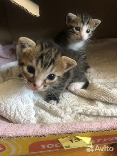 Котята в добрые руки