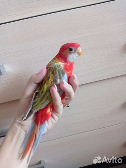 Птенцы розеллы