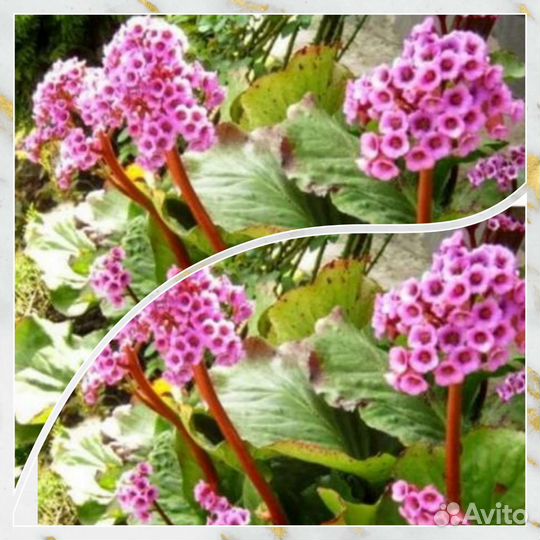 Бадан(тибетский чай)