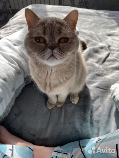Кошка британка