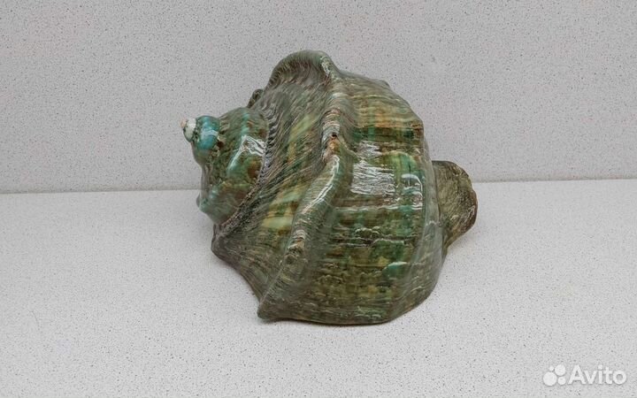 Турбо Марморатус 16,5*15,8 морская ракушка