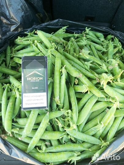 Молодой горох в стручках