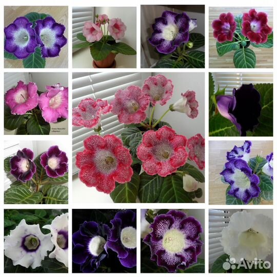 Глоксинии (смесь)