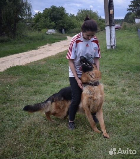 Услуги кинолога