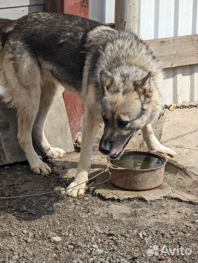 Волкособ в хорошие руки