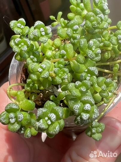 Суккуленты