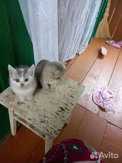 Отдам котенка в добрые руки