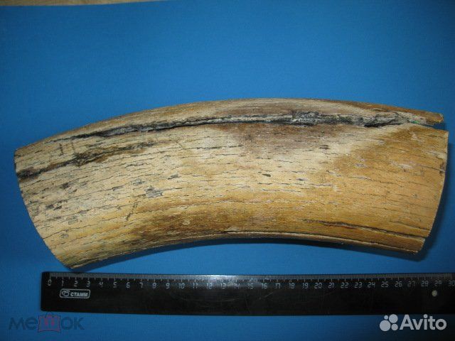 Бивень мамонта 2,2 кг. №3 Цена за весь кусок