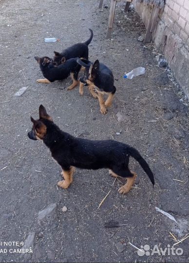 Немецкая овчарка