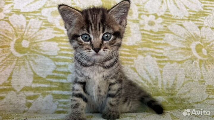 Котятки-ребятки