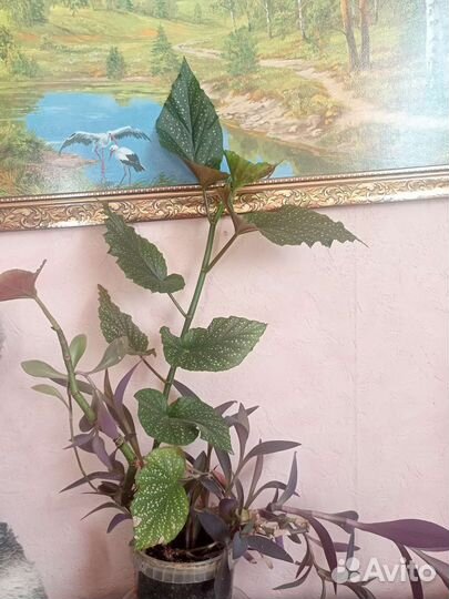 Цветочная композиция