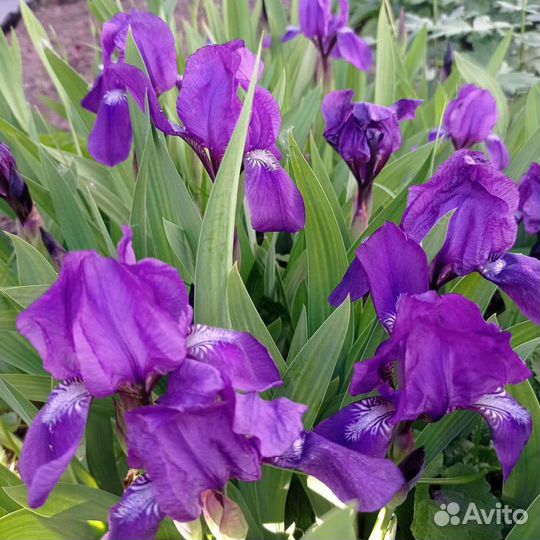 Золотые шары