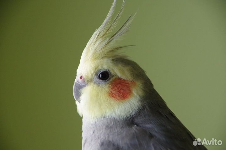 Попугай корелла мальчик