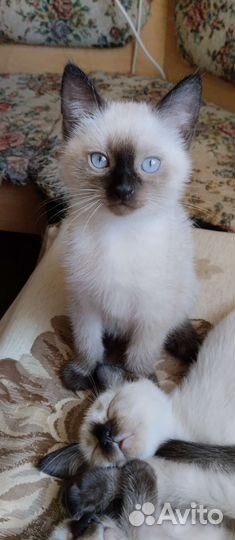 Тайские котята