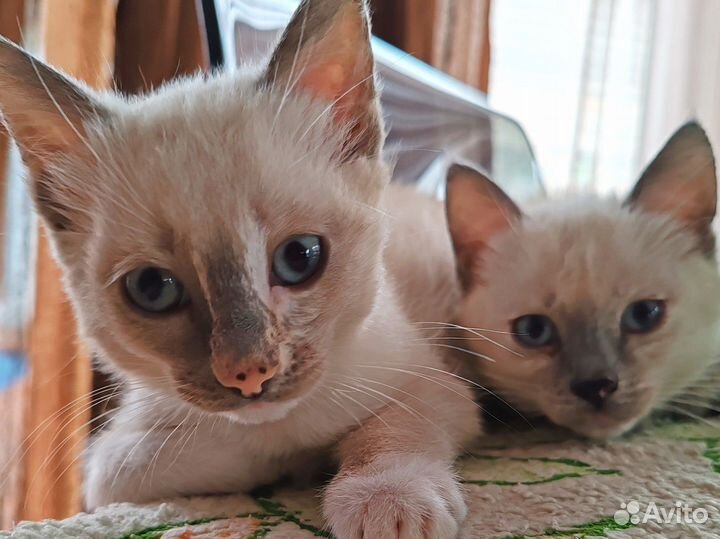 Прекрасные создания ищут вас