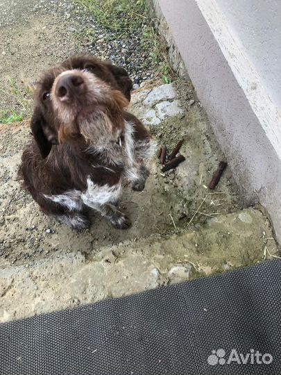 Собака Дратхаар