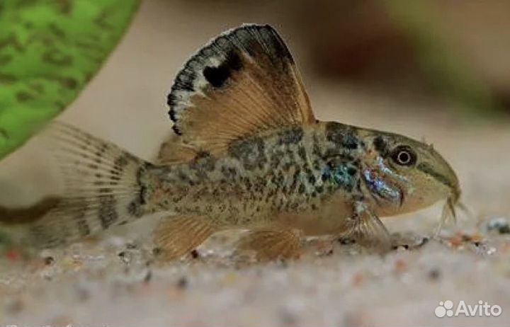 Сомики коридорас джули, панда И др