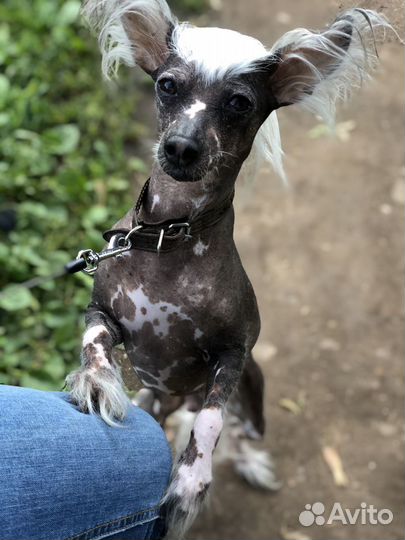 Китайская хохлатая Вязка