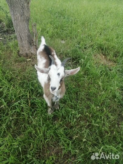 Продам козочку Альпийской породы