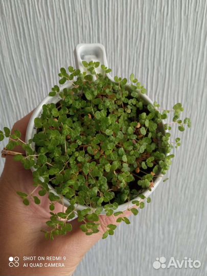 Солейролия