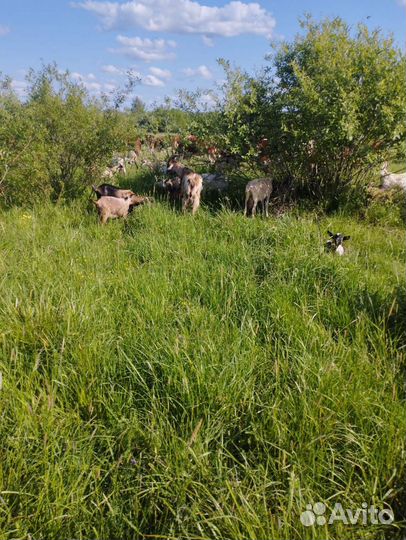 Овцы бараны и коза дойная и козёл