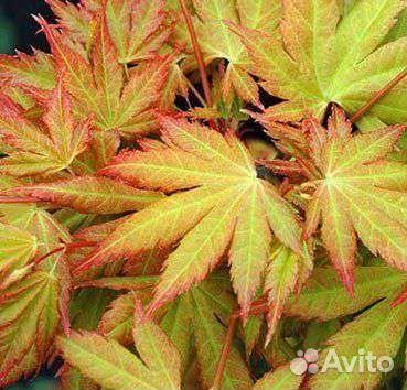 Клён пальмолистный Оранж Дрим