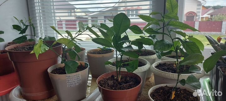 Саженцы лимона