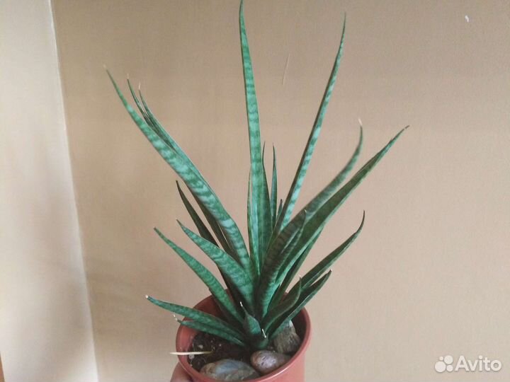 Сансевиерии Сортовые и Суккуленты Часть 1