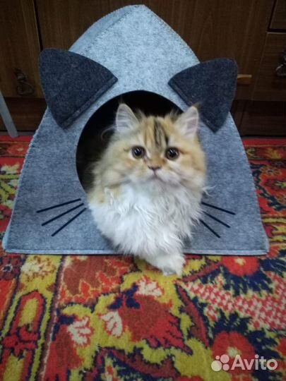Кошки