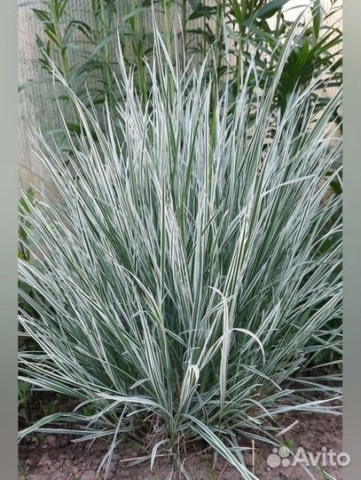 Райграс бульбоносный