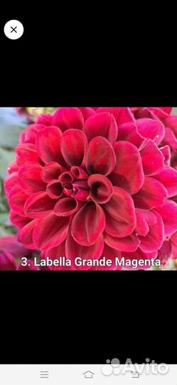 Георгины вегитативные