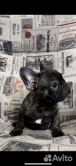 Французские бульдожки