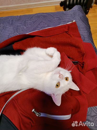 Кошка турецкая ангора