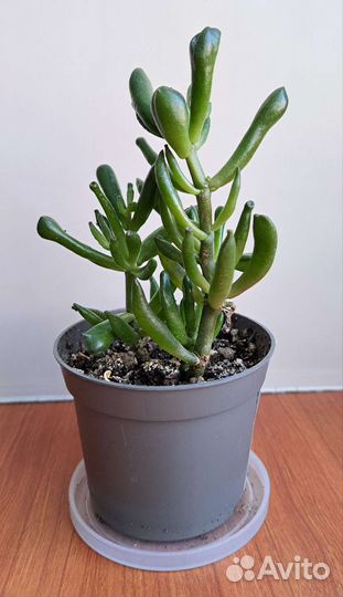 Толстянка хоббит