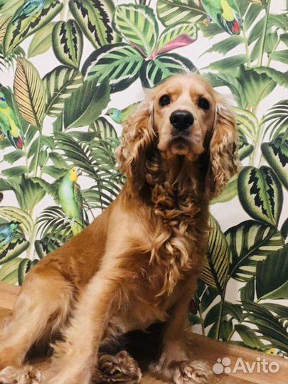 Кокер спаниель