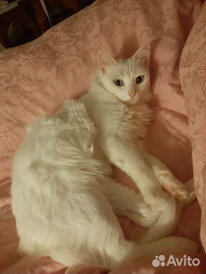 Ангорская белая кошка