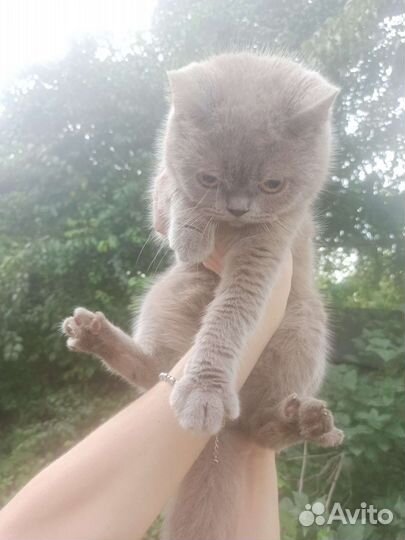 Британская кошка в дар