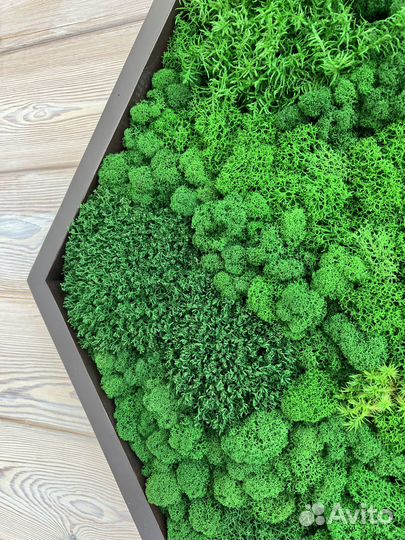 Соты из стабилизированного мха