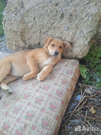 Щенки бесплатно