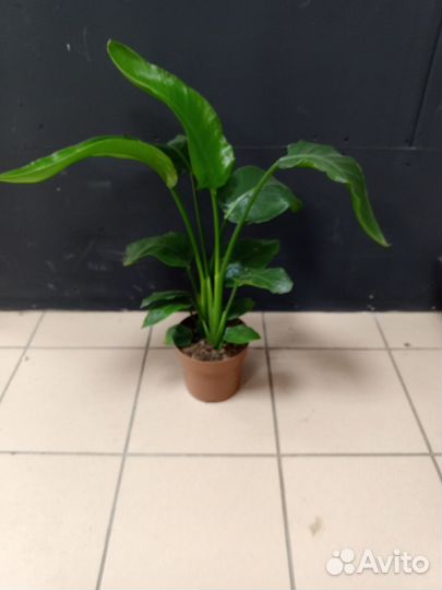 Стрелица в горшке 19