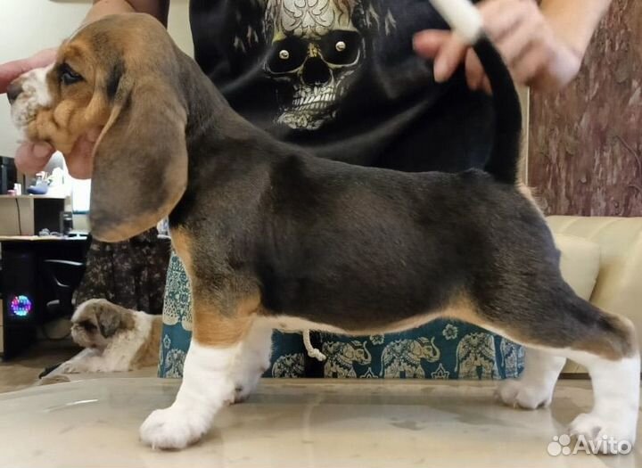 Щенки бигль