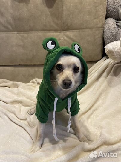 Одежда для собак толстовка